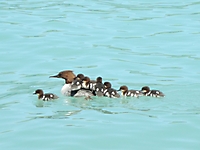 MUKI-Reisli_2013_026